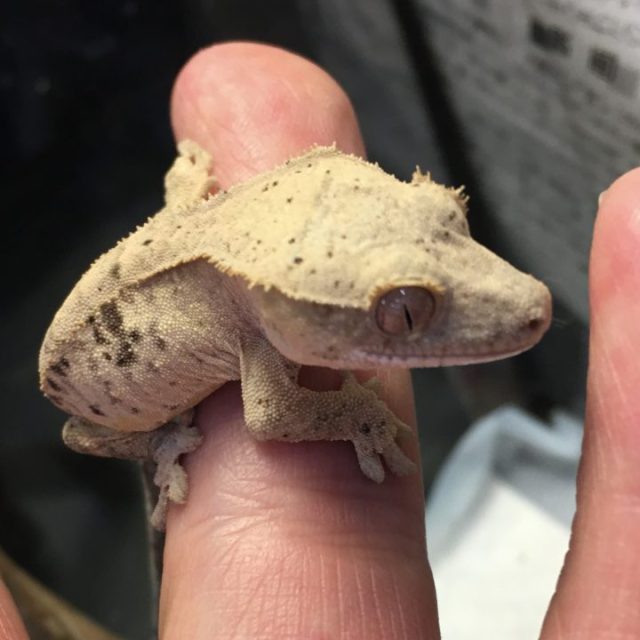 クレステッドゲッコー入荷