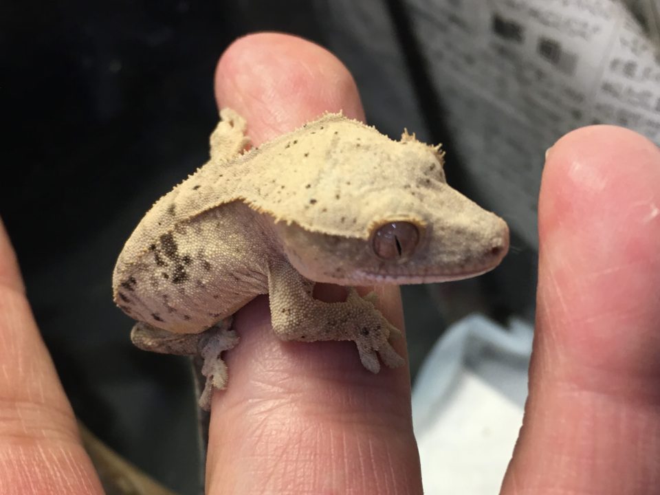 クレステッドゲッコー入荷