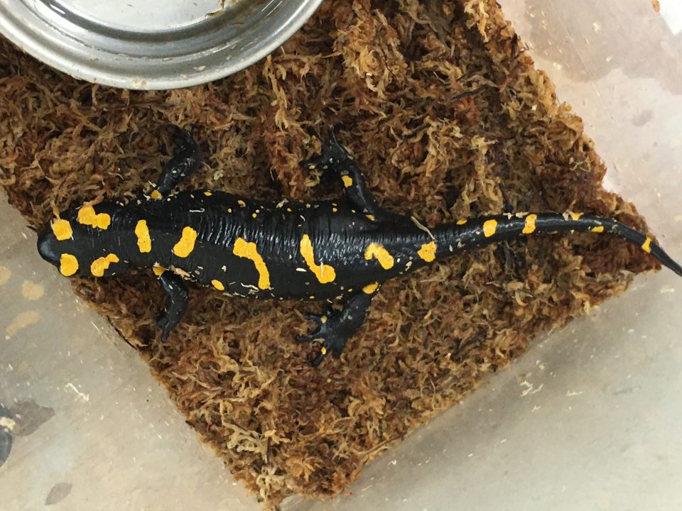 タイガーサラマンダー