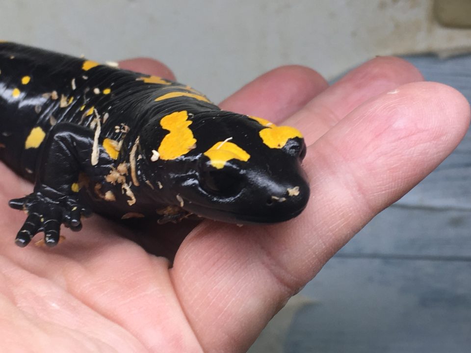 タイガーサラマンダー