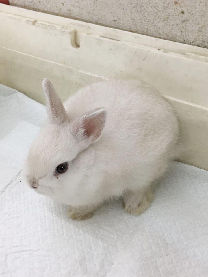 ネザーランドドワーフ入荷