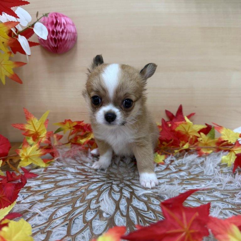 チワワ（7-D10-111）