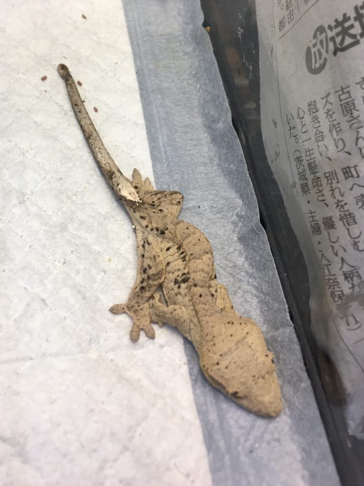 クレステッドゲッコー入荷