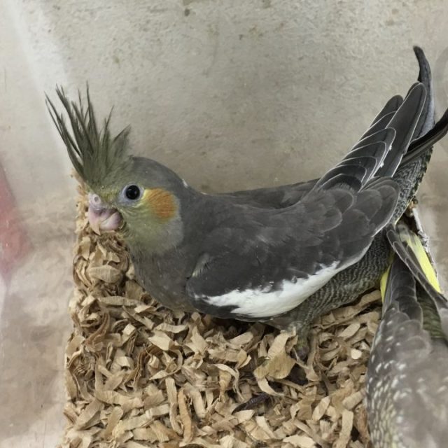 並オカメインコ雛入荷