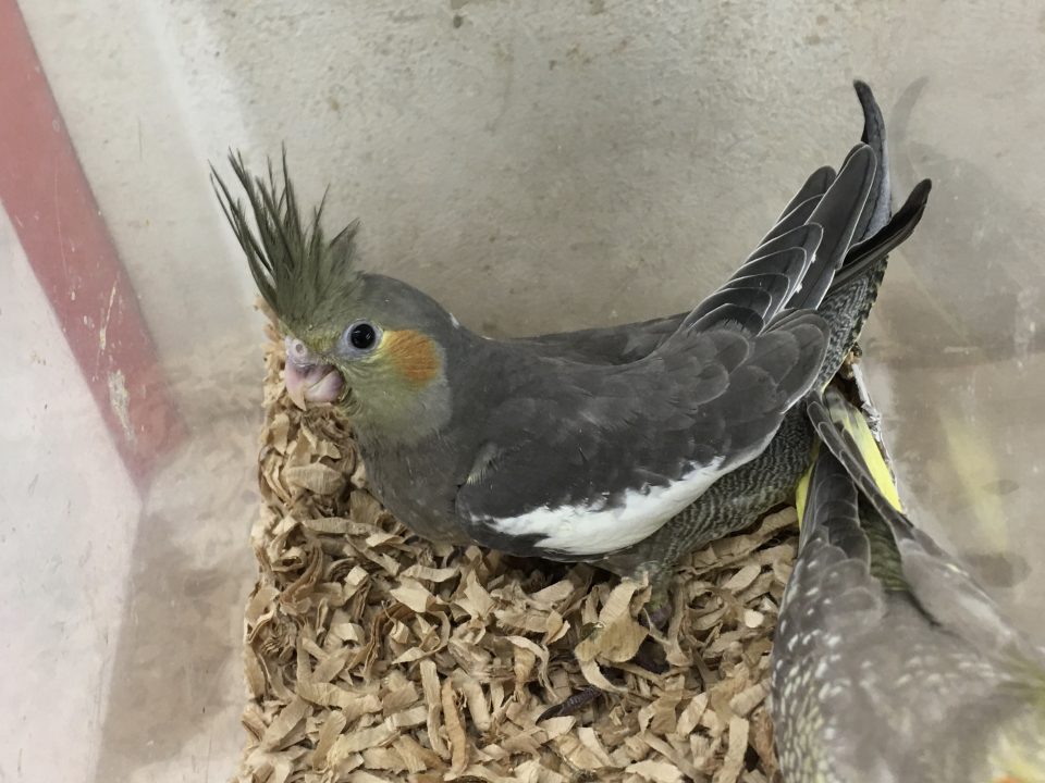 並オカメインコ雛入荷