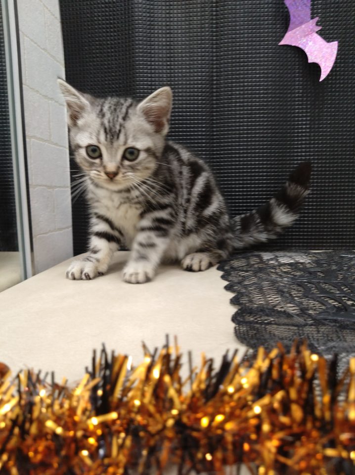 アメリカンショートヘアー（7-C10-43）