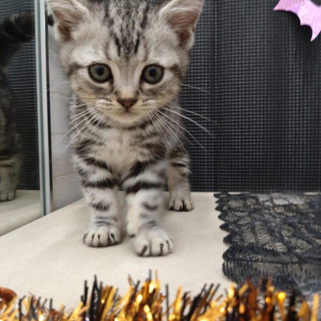 アメリカンショートヘアー（7-C10-43）