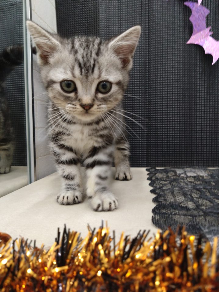 アメリカンショートヘアー（7-C10-43）