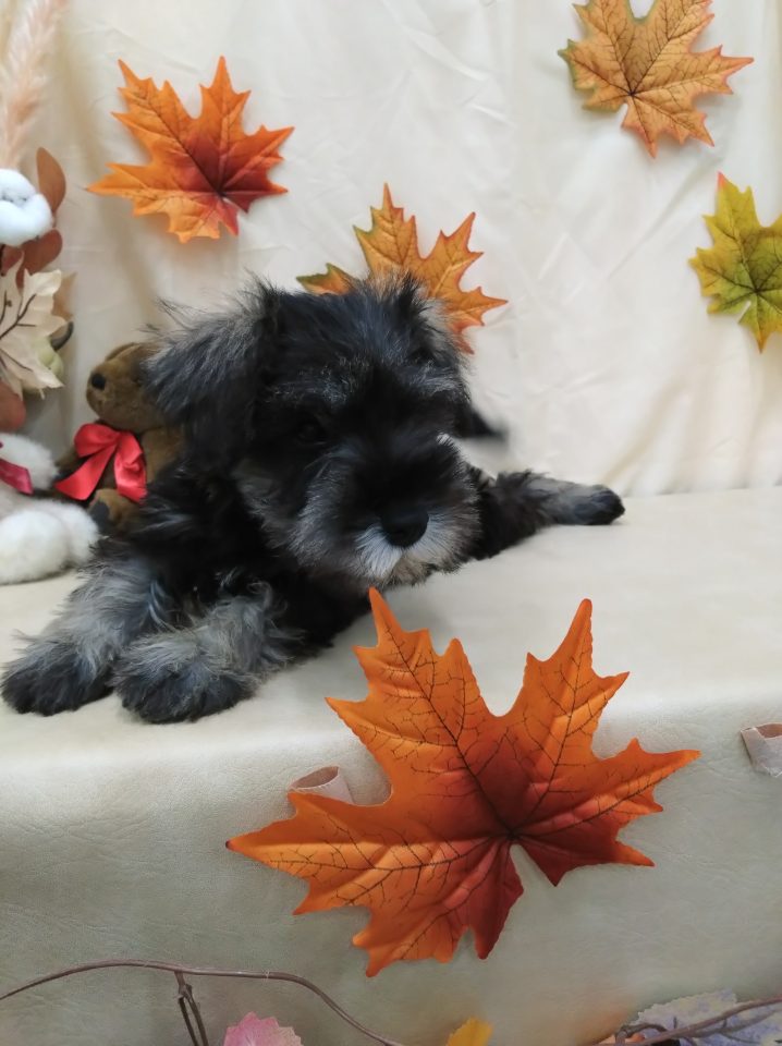 ミニチュアシュナウザー(7-D11-118)