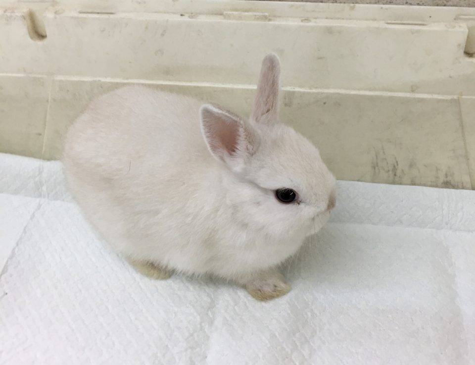 ネザーランドドワーフ入荷