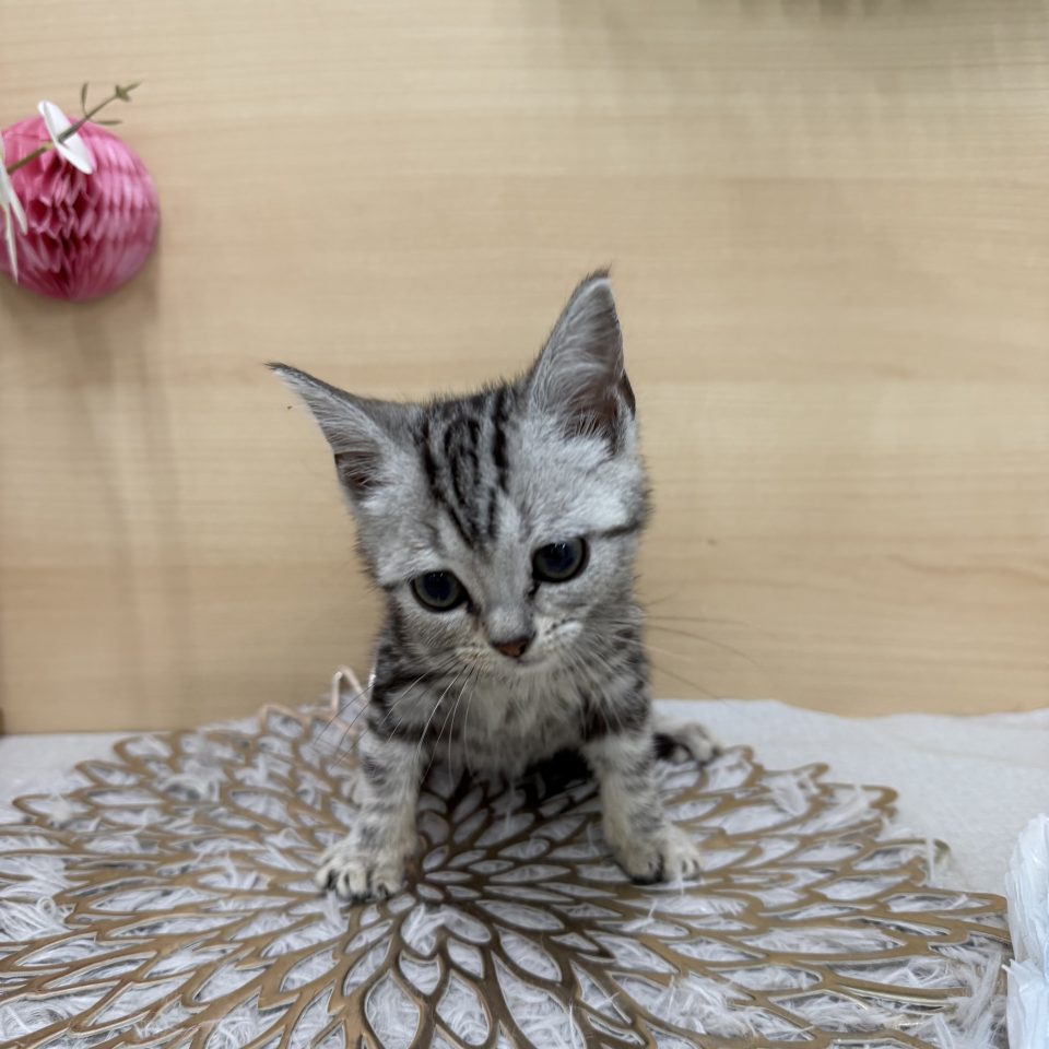 アメリカンショートヘア(7-C11-44)