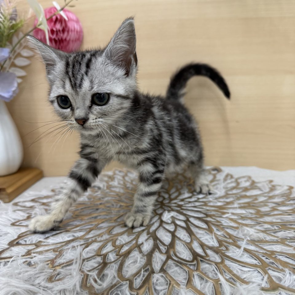 アメリカンショートヘア(7-C11-44)