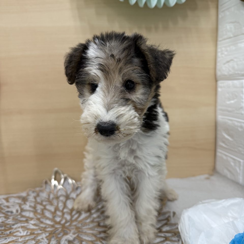 (7-D11-117)ワイヤーフォックステリア