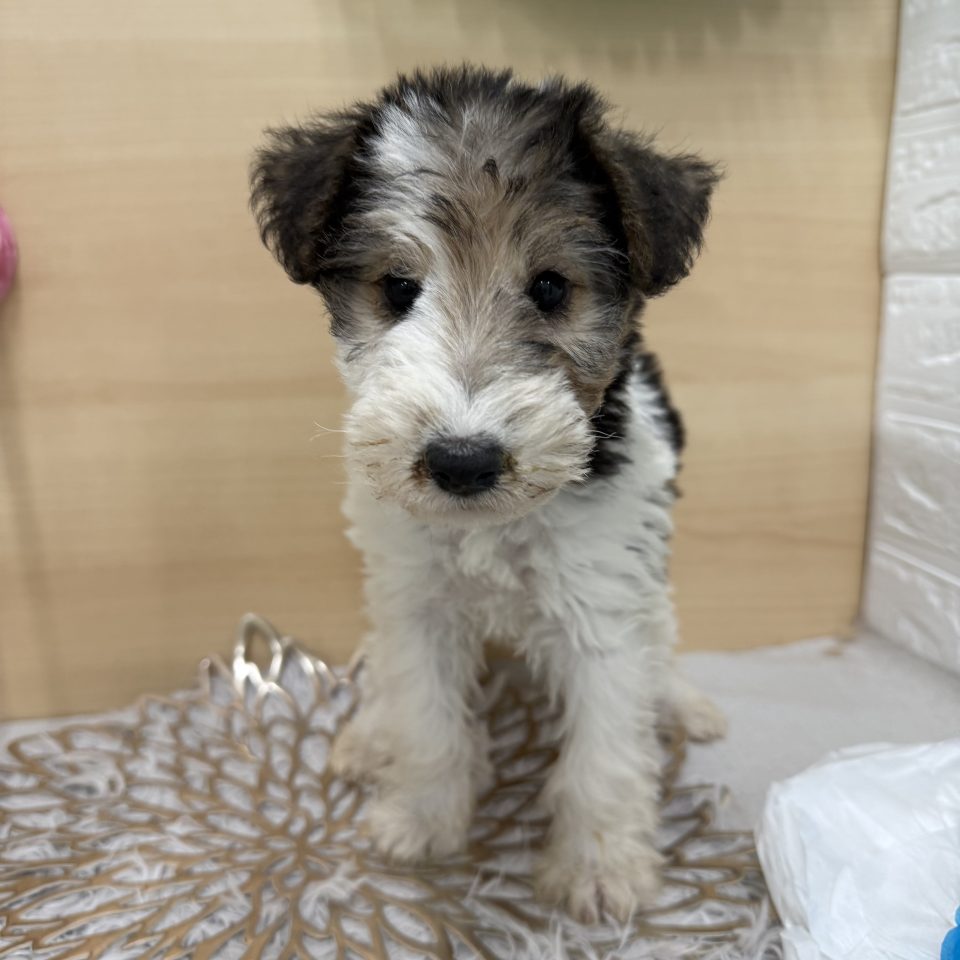 (7-D11-117)ワイヤーフォックステリア