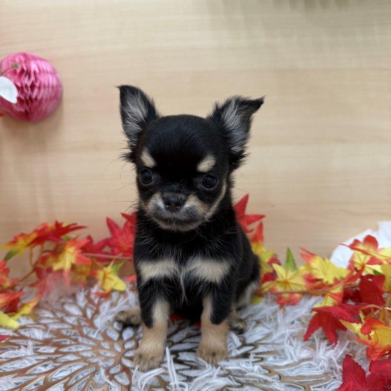 チワワ(7-D10-115)