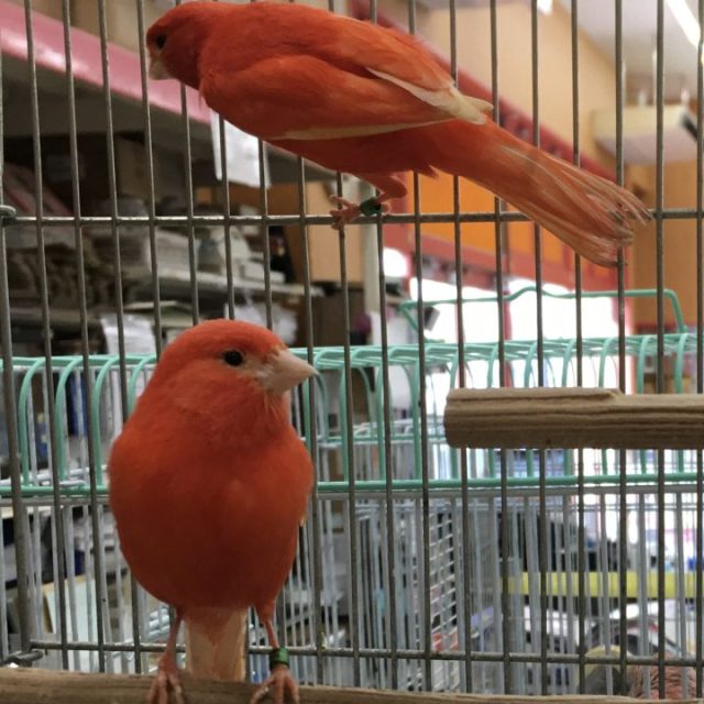 赤カナリヤ入荷