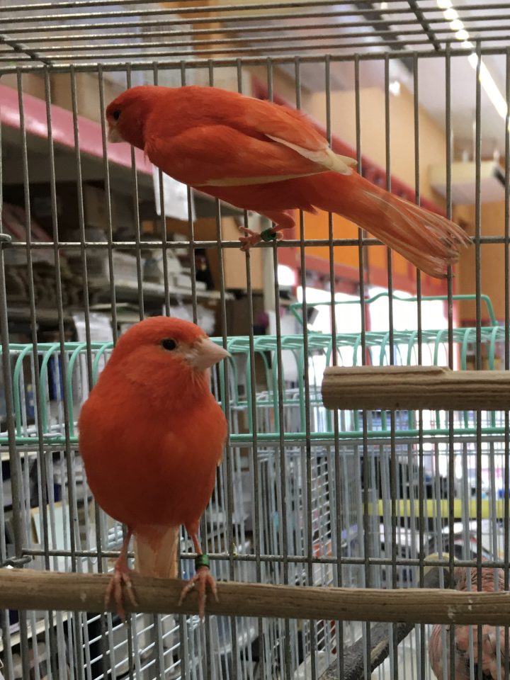 赤カナリヤ入荷