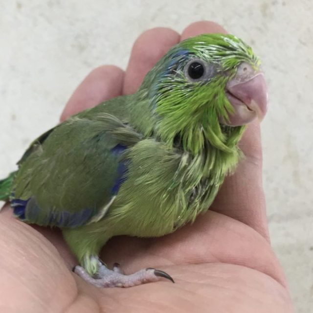 マメルリハ入荷