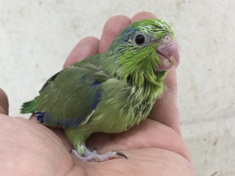 マメルリハ入荷