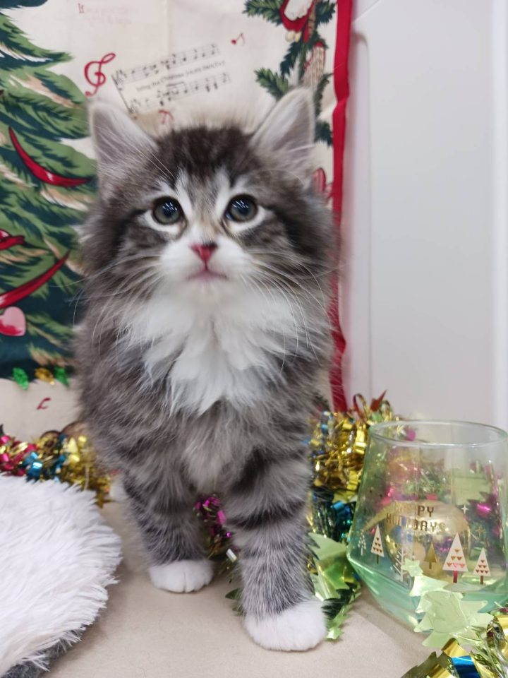 ノルウェージャン·フォレストキャット