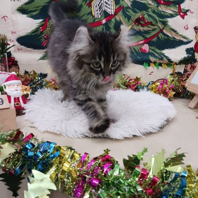 アメリカンカール