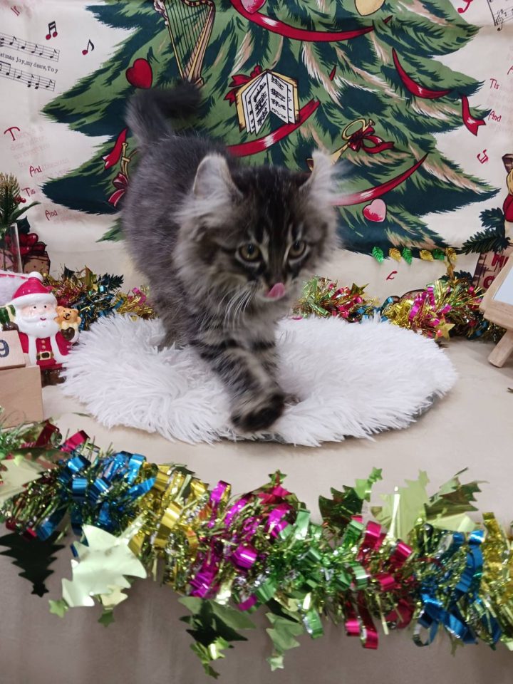 アメリカンカール