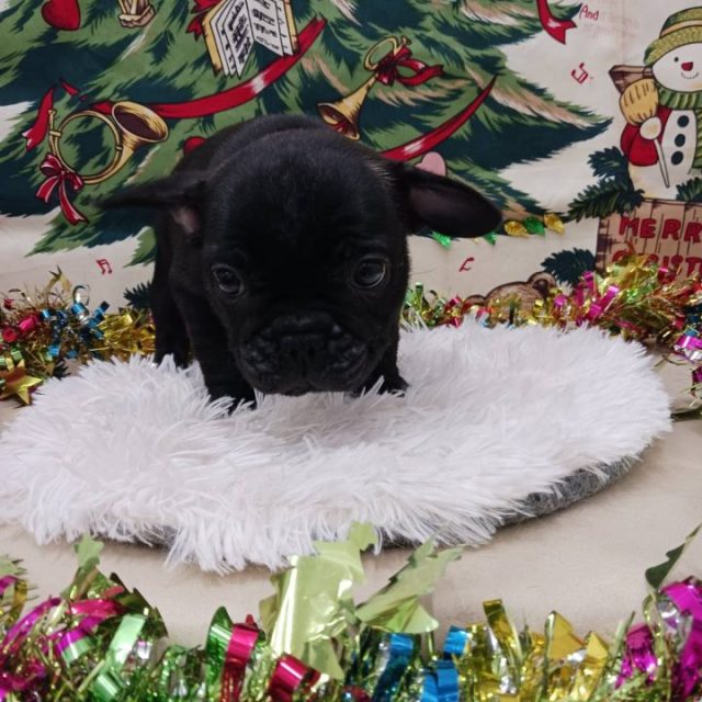 フレンチブルドッグ