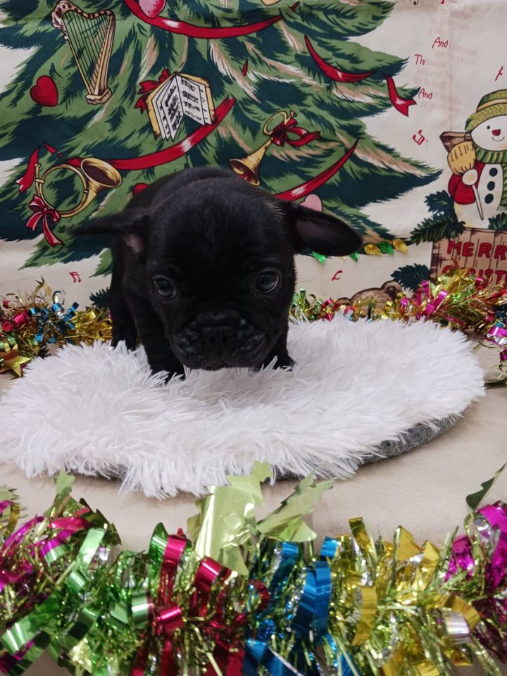 フレンチブルドッグ