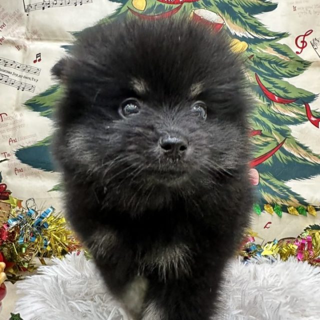 ポメラニアン（7-D12-135）