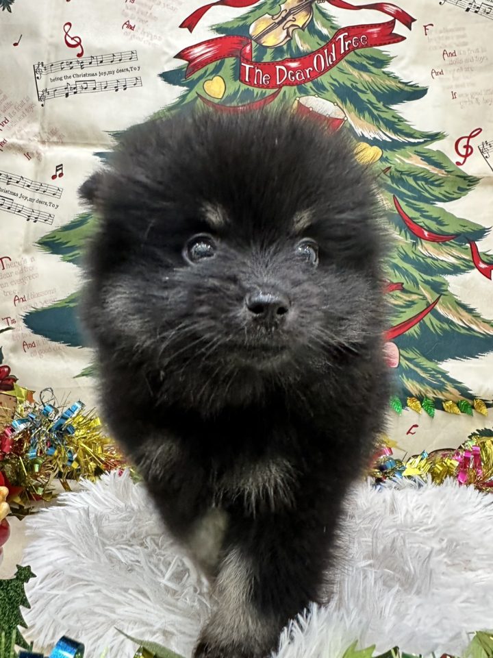 ポメラニアン(7-D12-135)