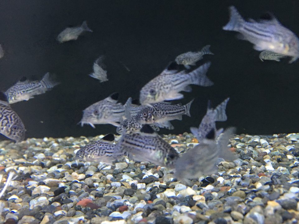 12/3ジャカルタ便①