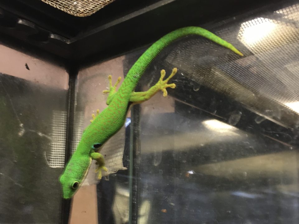 ヨツメヒルヤモリ入荷