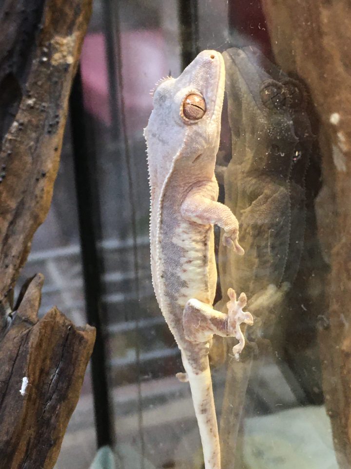 クレステッドゲッコー入荷