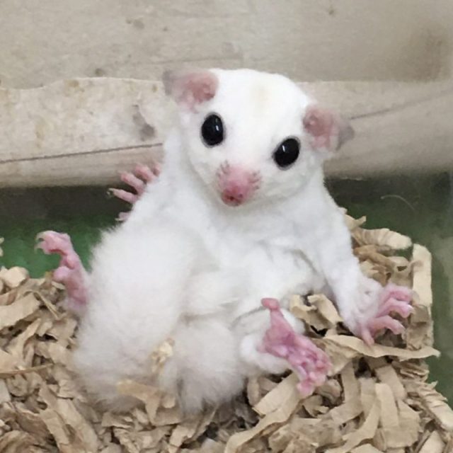 フクロモモンガ入荷