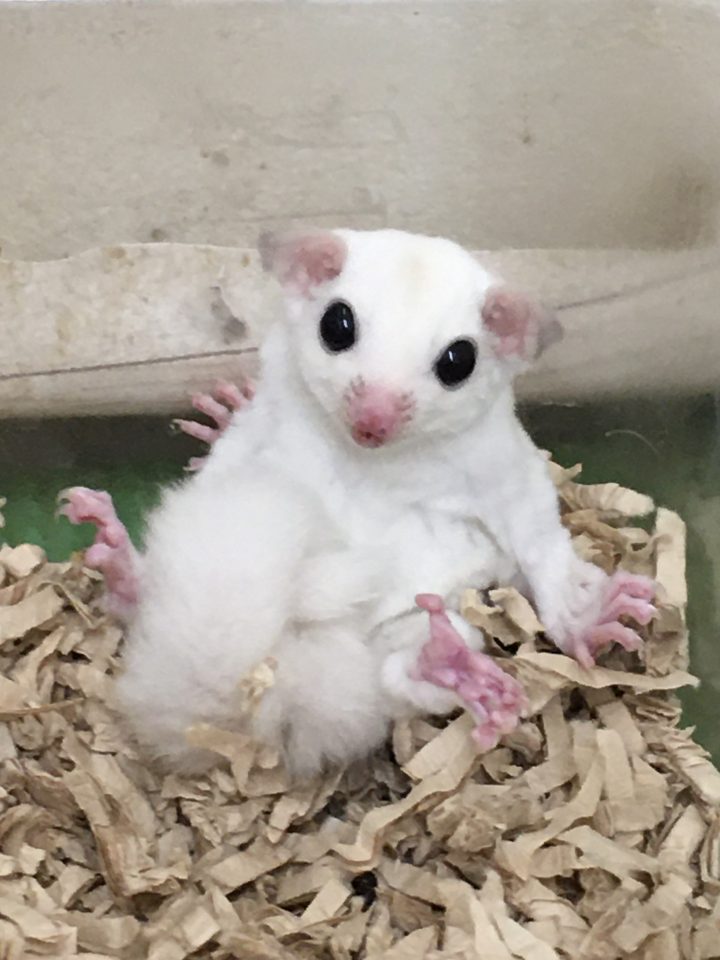 フクロモモンガ入荷