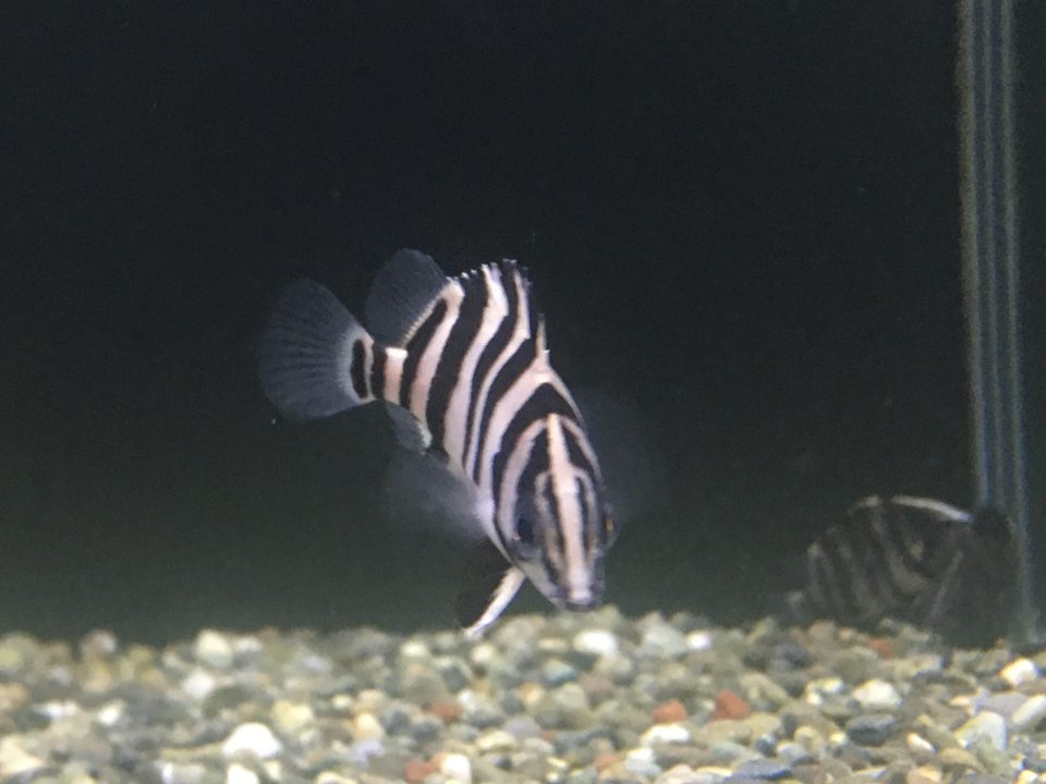 12／3ジャカルタ便③