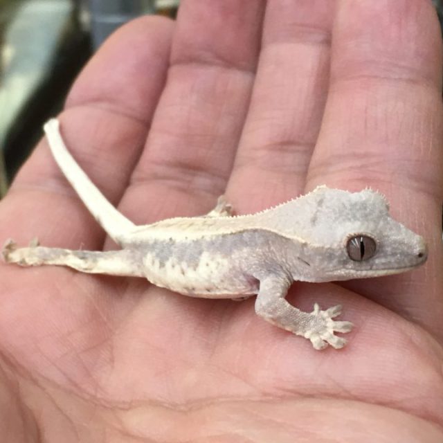 クレステッドゲッコー入荷