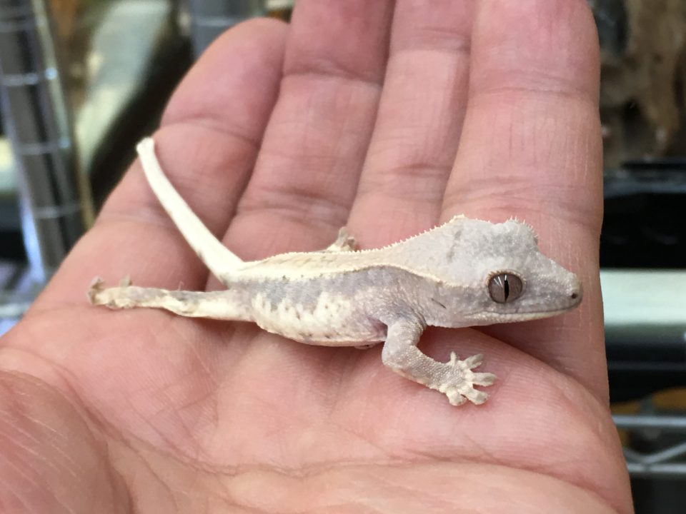 クレステッドゲッコー入荷