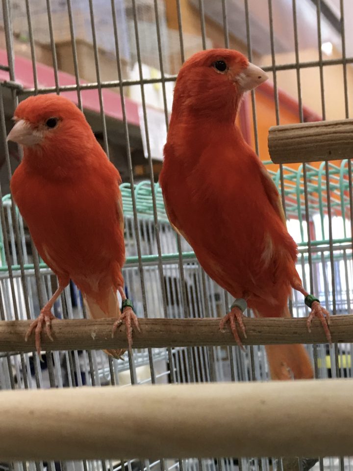 赤カナリヤ入荷