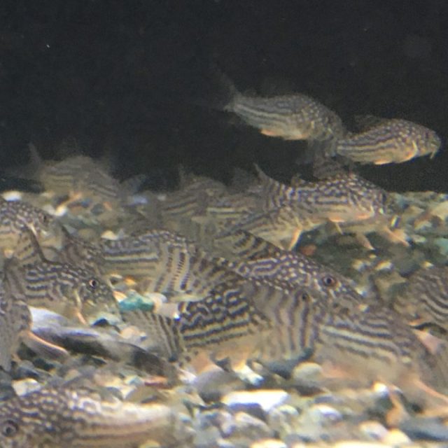 12／3ジャカルタ便②