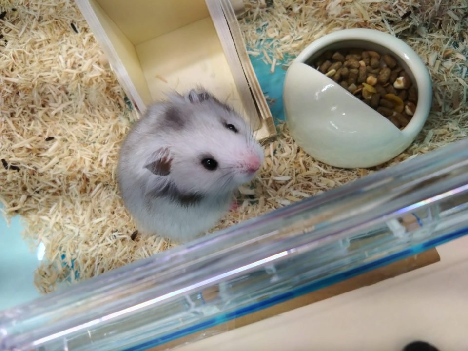 長毛ハムスター