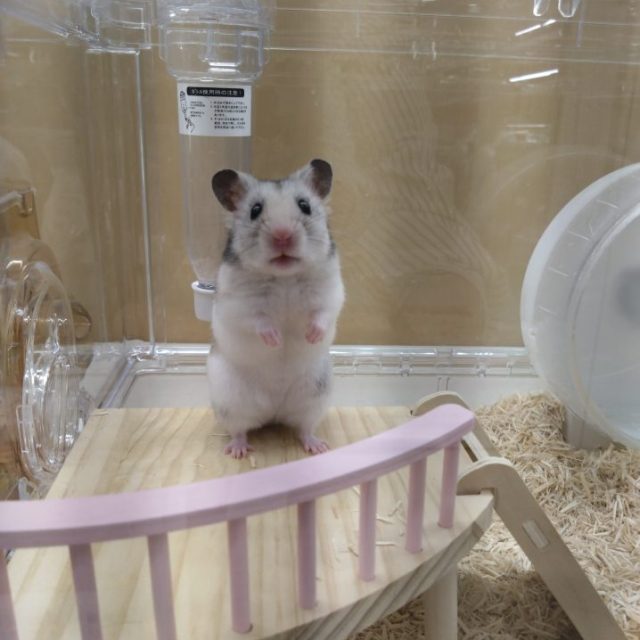 カラーハムスター