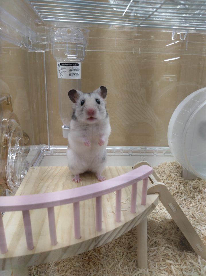 カラーハムスター