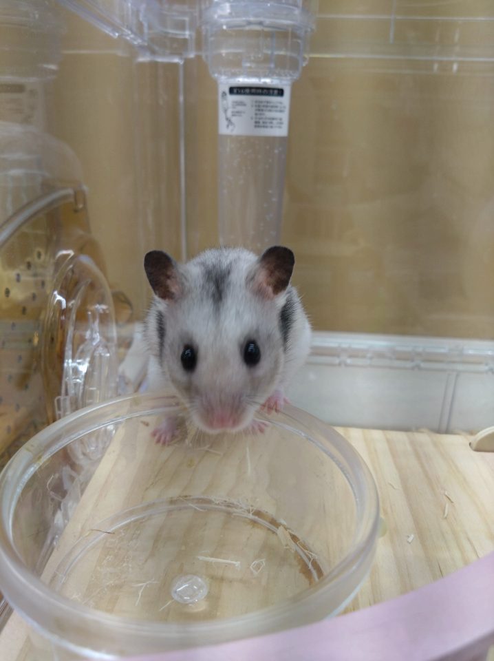 カラーハムスター