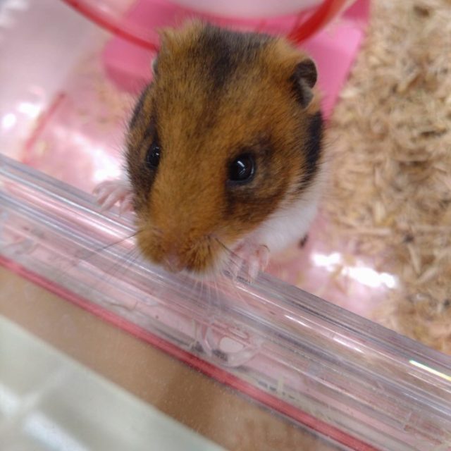 ゴールデンハムスター