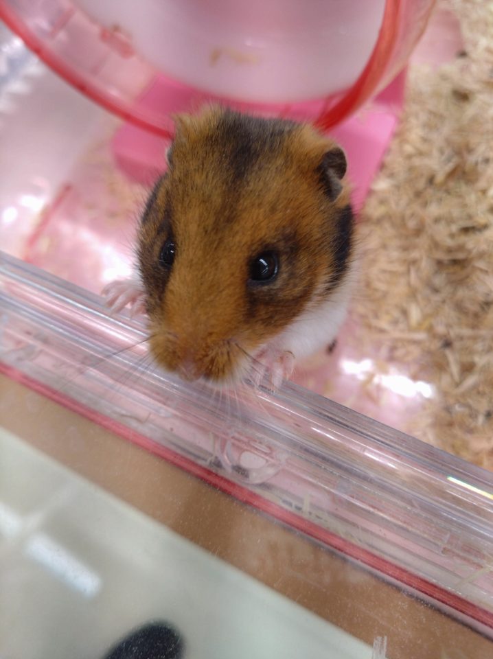 ゴールデンハムスター