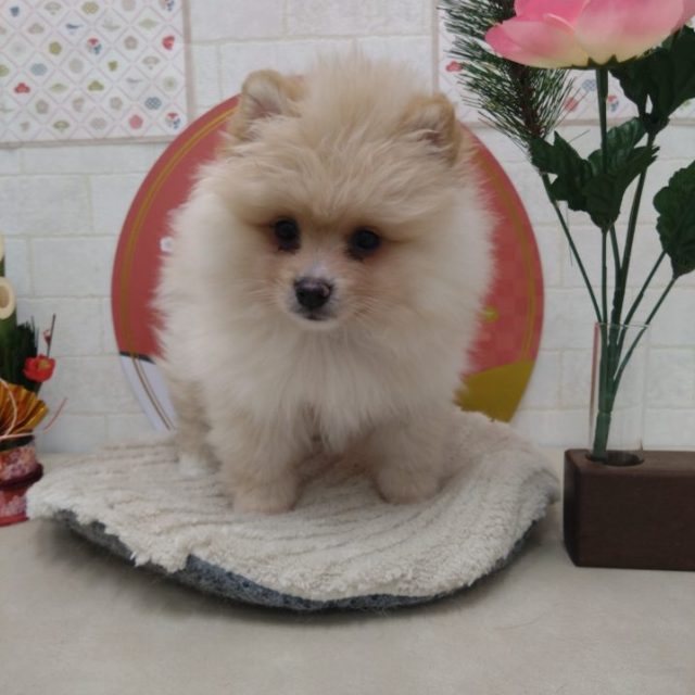 ポメラニアン（7-D12-144）