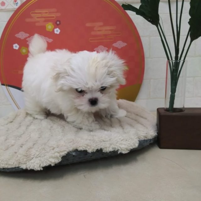 マルチーズ（7-D12-141）