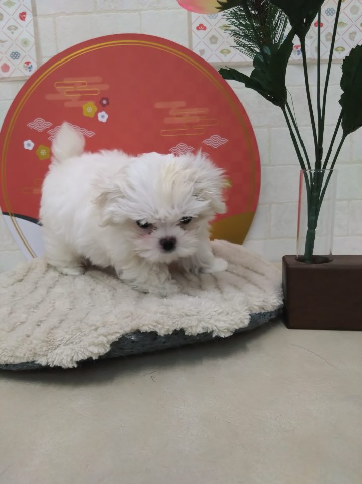 マルチーズ（7-D12-141）