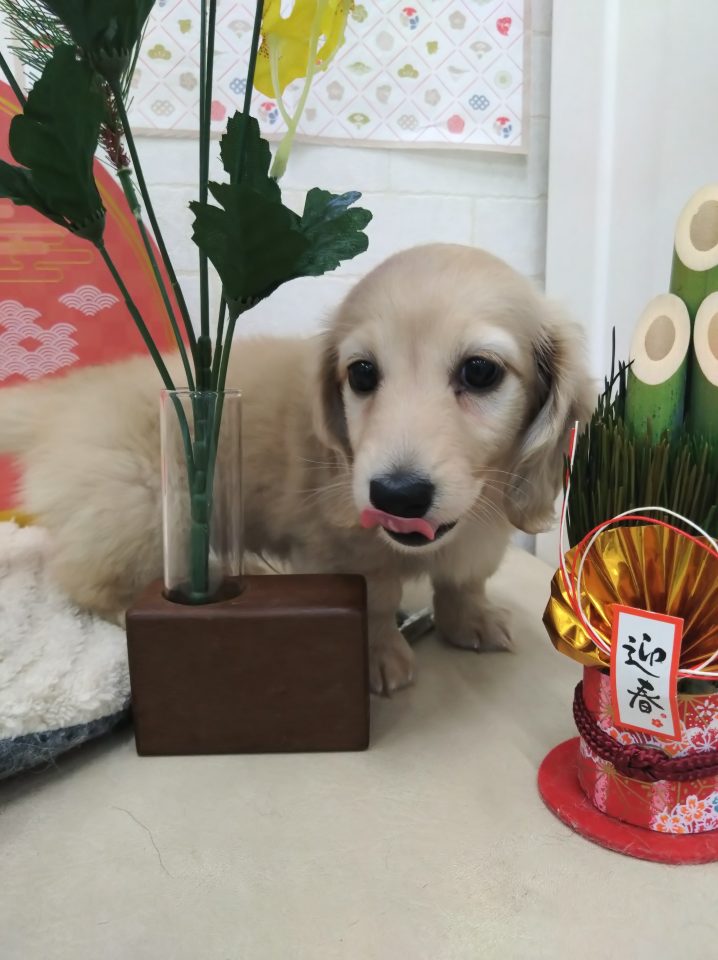 ダックスフンド（7-D12-142）